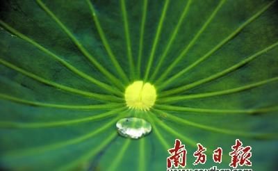  荷花|映日荷花别样红 夏日炎炎送清凉