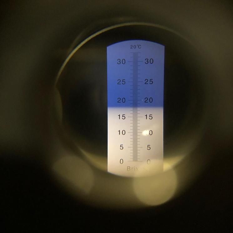超大|玫瑰 13 葡萄也能种出超大粒