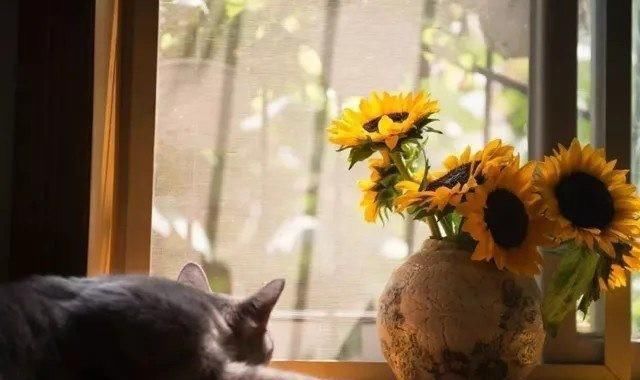 句子|那些看了就想流泪的句子，你能坚持到第几个