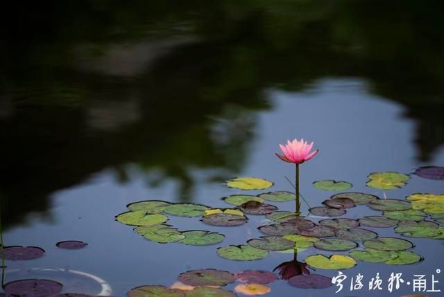  睡莲|甬城出梅日，盛夏赏睡莲