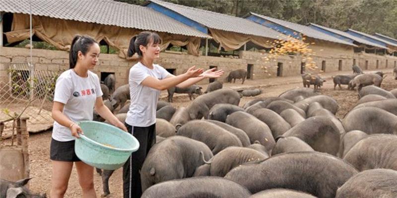反对|3年了,不顾家人反对,大学毕业回农村养猪的河南女孩,如今怎样