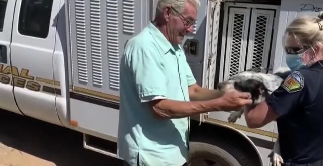  主人|加州男子与他以为在大火中丧生的狗团聚：“我以为看不见它了”