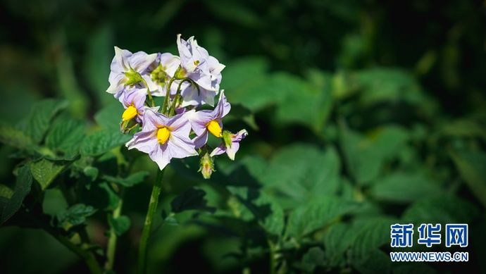  梯田|【视频】快去打卡！西宁绝美梯田花海