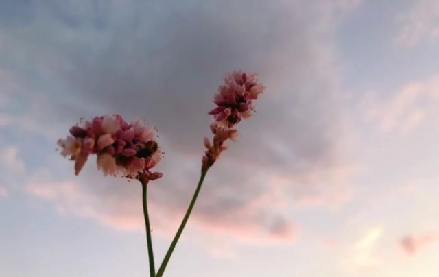  打开方式|我的早餐日记：西红柿鸡蛋炒面的正确打开方式，方便面可以更美味