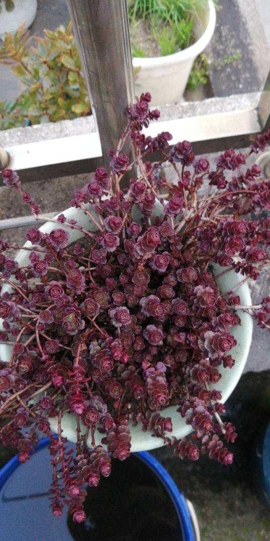  红宝石|小盆栽也可爱，盆越小，水越少，长得越好看