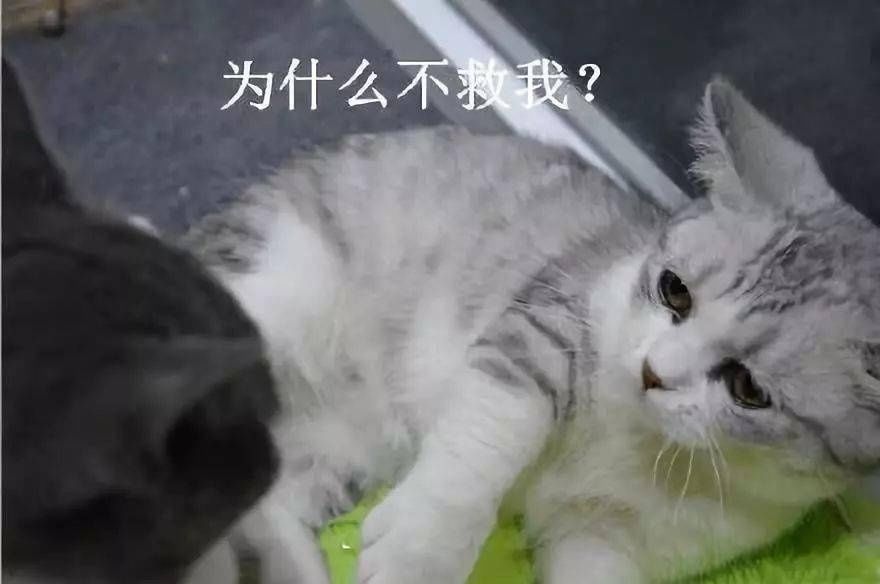 最全|王者荣耀系列表情包（全网最全合集）