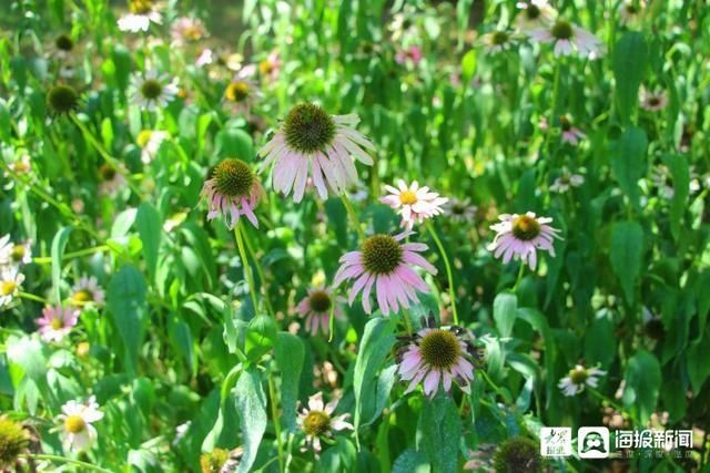  垦利|i东营·影像｜垦利区植物园内五彩缤纷好风光