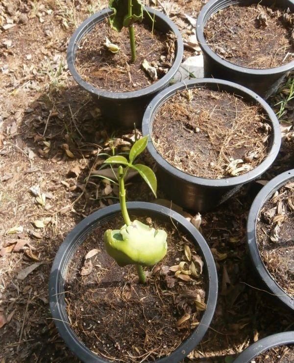  种子|了解发财树那脆弱的根，发现它很容易烂根，但我有解决方法