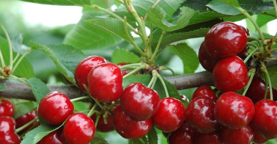  水果|这些水果被称为哺乳期妈妈们的“禁果”，看完文章记得转发出去！