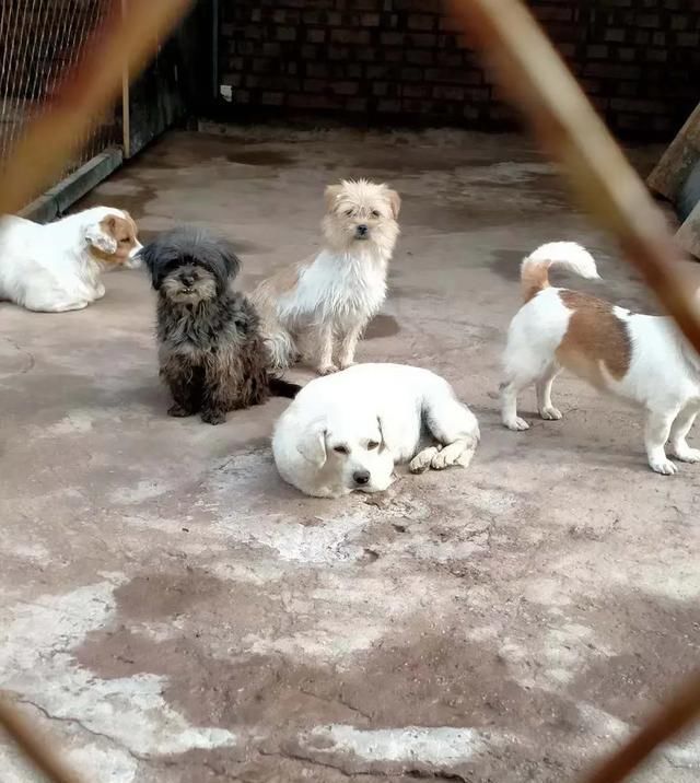 出场|记者深入调查:楚雄市被抓的流浪犬哪去了?