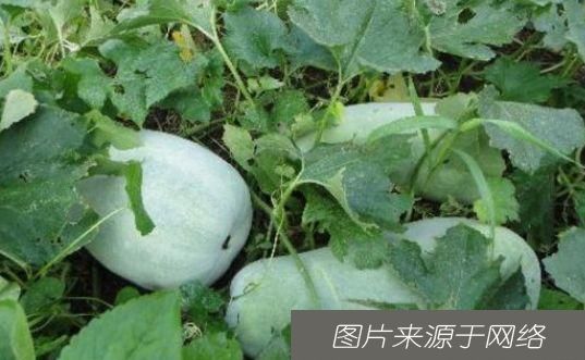  滋润|女性担心自己老得快，要坚持吃3种食物，排毒养颜、滋润肌肤！