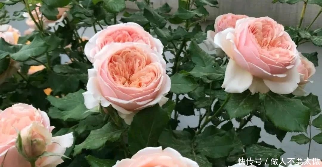 开出|月季长出红嫩新笋，赶快给月季吃点大餐，笋粗枝旺开出多头花