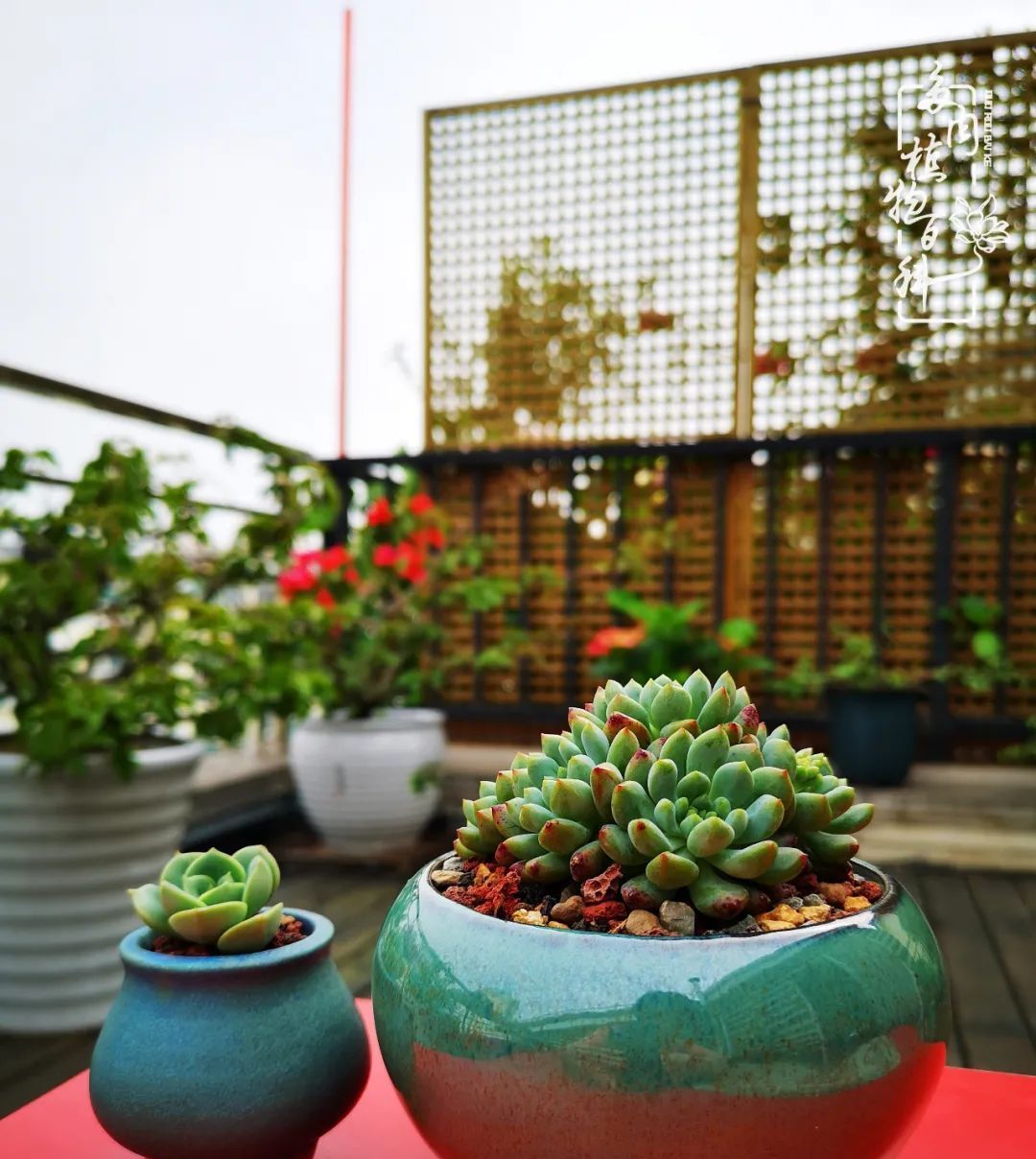  萌化|当粉粉的多肉捧在手心，我体验到了什么叫“萌化了心”