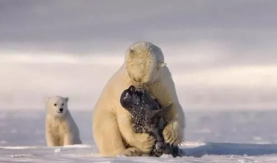  合法|有钱人花上33万，就可以在加拿大合法杀死一只北极熊