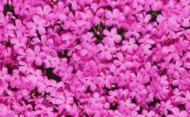  属兔的人|七月开始：财运爆棚，财运大红大紫，鸿运当头的生肖