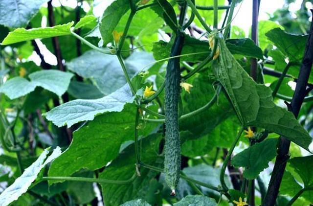  天天|家里的青瓜熟了, 天天这样吃你受得了吗
