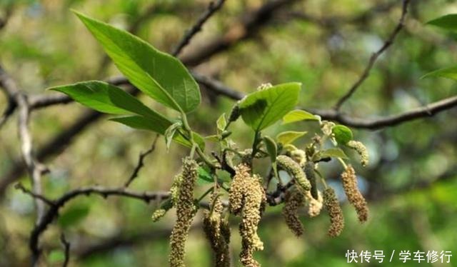  入少许的食|清明前后，这种树开花，花穗比肉都香，错过要等一年！