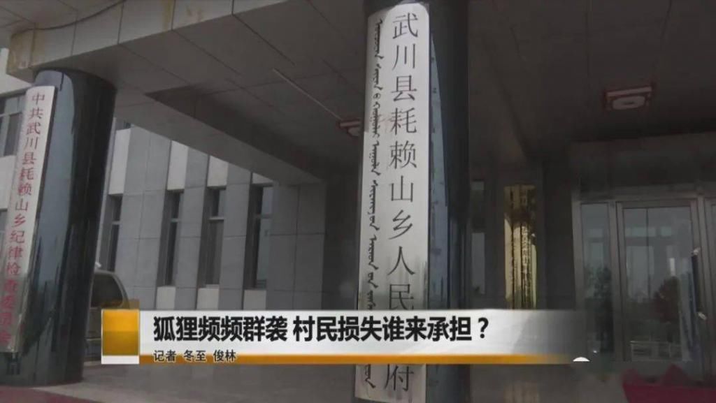  野生|内蒙一地，野生群狐深夜入羊圈，咬死27只羊！