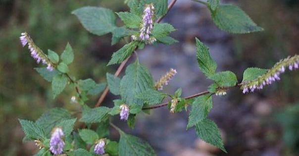  却常|这植物山上很多，却常被忽视，殊不知是解暑佳品