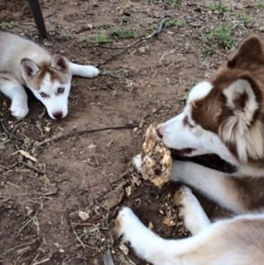 抢吃|男子到朋友家做客,看到两只二哈在抢吃东西,走近看清后无语了