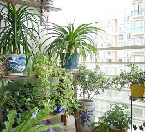  毛病|养花时间长了，就会有这4种“毛病”，你占了几种？