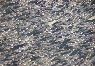  拯救|“拯救”湟鱼的生态回报