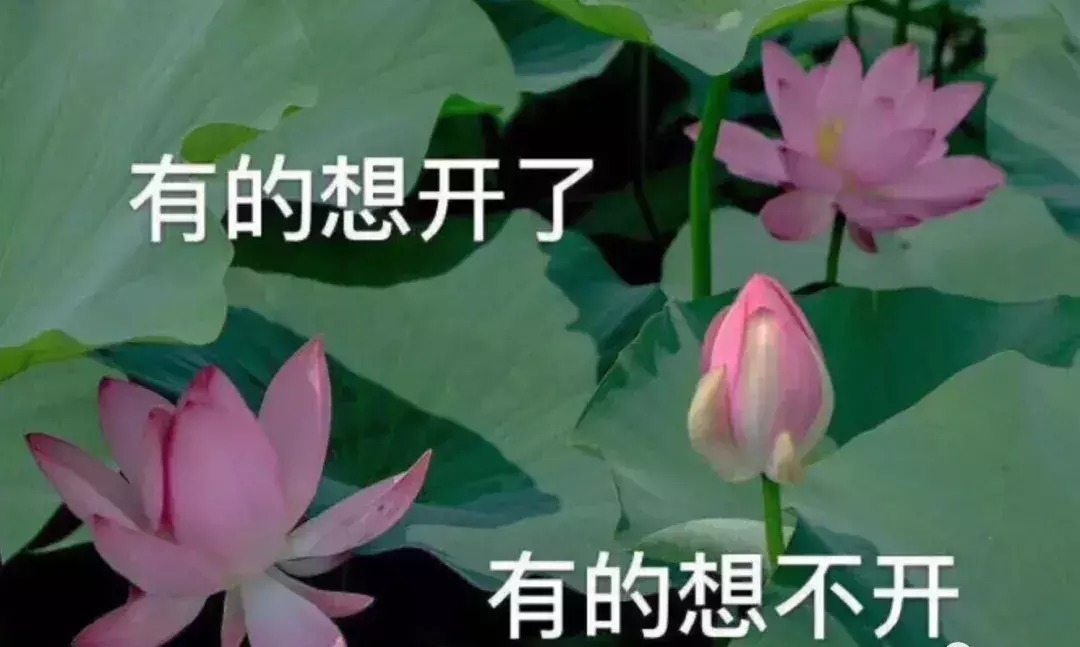  出道|浪姐成团，成今年综艺最大的笑话…