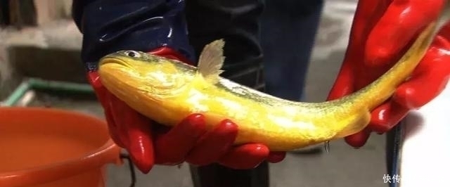 换来|他为让它多活一天,赌上一切付出八年,换来3000万