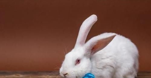 可爱|趣味测试：你觉得哪只兔子最可爱？测试你内心性格是什么样的