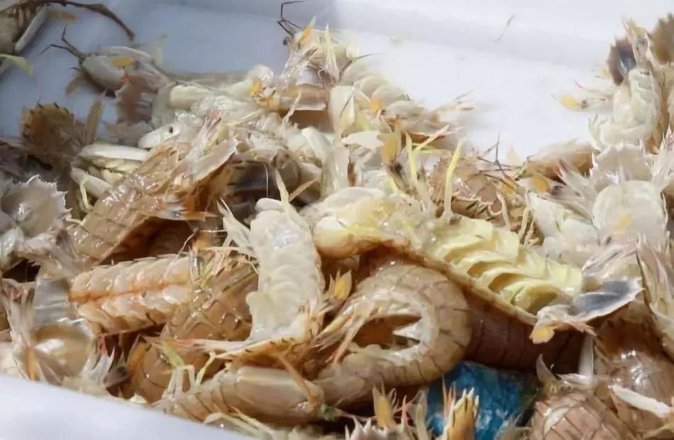 大鱼|青岛海鲜市场现一米多长大鱼！很多老青岛都不认识……