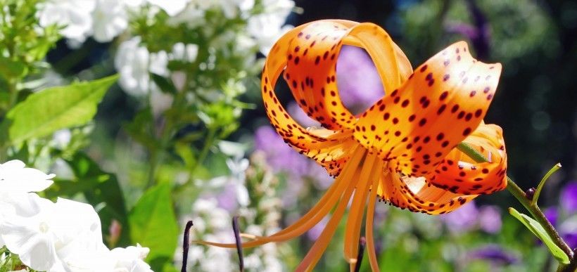  星座|7月底期间，深情依旧，前缘未了，很容易就与旧爱复合的4大星座