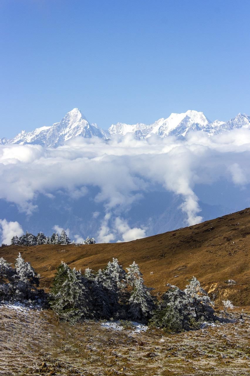  瞒不住|完了！雅安遍地大熊猫的事瞒不住了