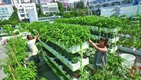 羡慕|13个“私家菜园”好吃又好看,网友直呼太羡慕了