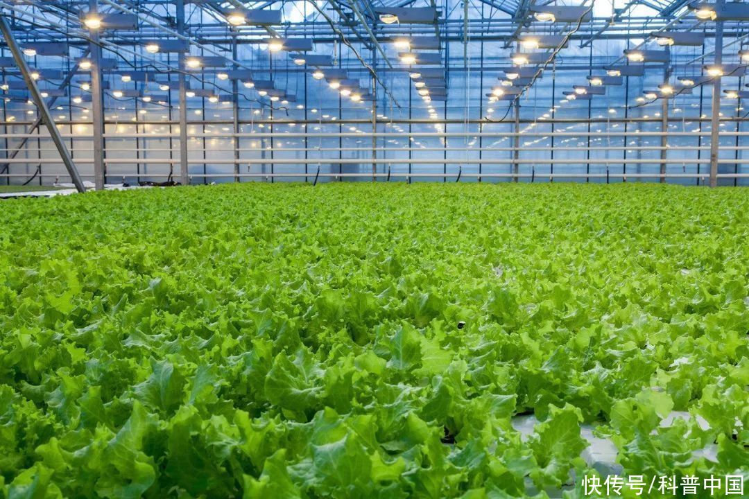 反季节蔬菜真有这么不健康吗(反季节蔬菜真有这么不健康吗？)
