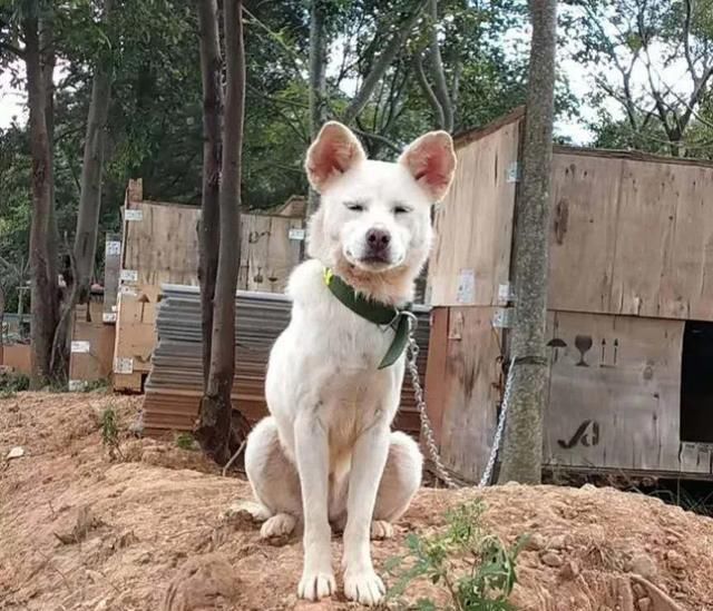 出场|记者深入调查:楚雄市被抓的流浪犬哪去了?