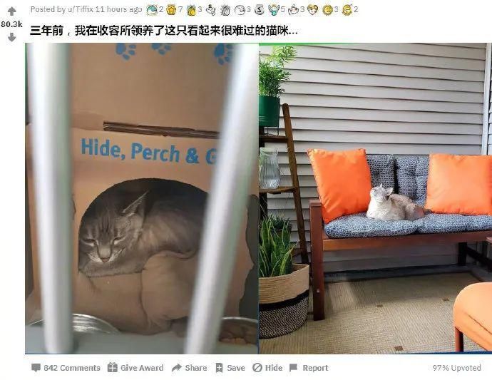  收养|一只流浪猫被收养之后的变化，不要太明显！