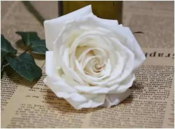  灵签|灵签占卜：哪一朵玫瑰绽放得最长久？测他今生是不是对你死心塌地