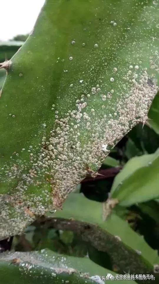 虫害|火龙果常见虫害高清图谱