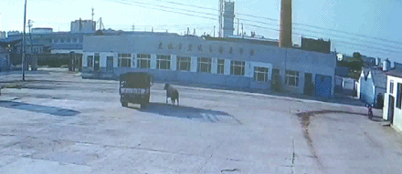  发狂|吓人！1200斤大黄牛宰杀前一秒发狂…狙击枪都用上了