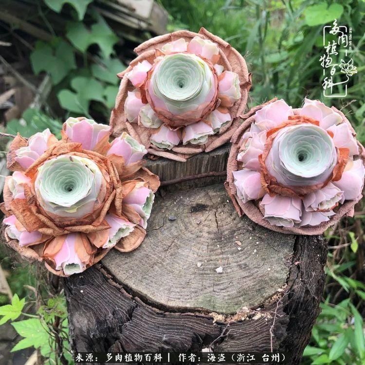  梅雨季|干货：高温高湿梅雨季，山地玫瑰养护提醒，帮你远离黑腐！