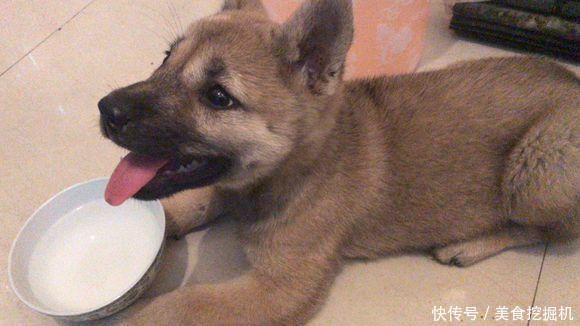  看着|路边捡到只小奶狗，女孩带回家后才知道它流浪的原因，令人气愤