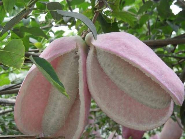 城里人|这种野味叫“土香蕉”,城里人吃不到,农村遍地都是,你吃过吗