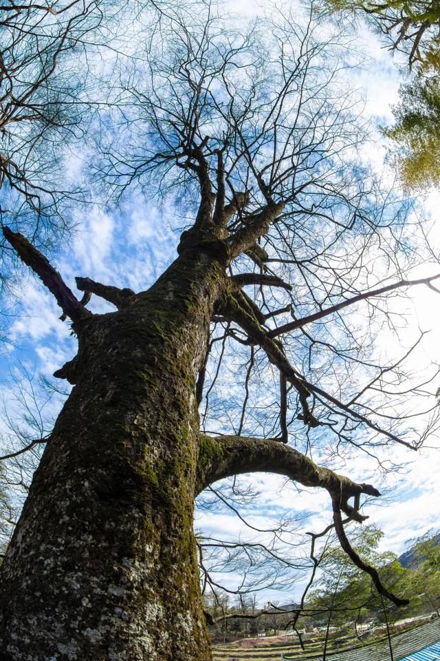 崇木|崇木凼村：与“古树”相生相成