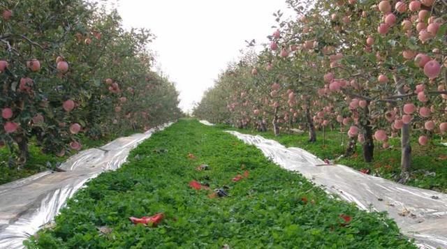 早熟|充满希望的八月，我们如何把好早熟苹果销售前的这几道关？