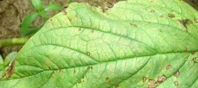  芝麻|芝麻病虫草害防治技术！简单实用！！