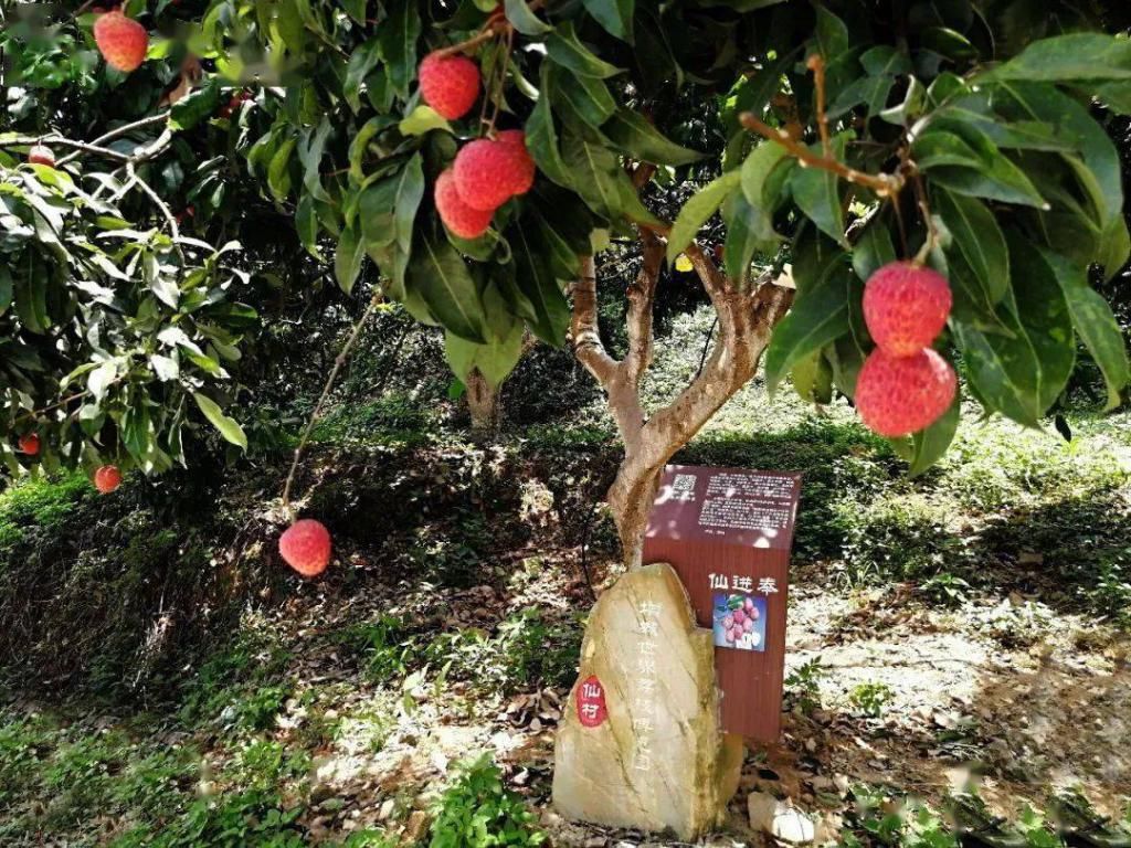  乘风破浪|仙进奉“乘风破浪”，今年仙村镇总产值超5亿！