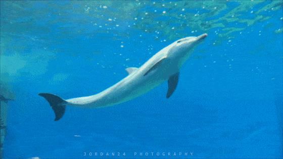  汉海海洋公|晒旅游精品 · 晒文创产品丨来一场畅游巴南都市乐园之旅