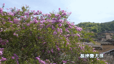 娇艳|这里两株百年紫薇娇艳绽放，快来赏花
