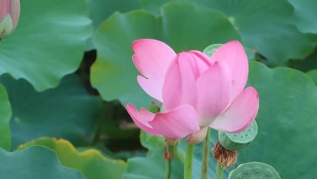 炽热|大暑：炽热炼心 清风自生