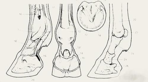  人类|为何马需要钉马掌？马疼不疼，怎么野马不用？